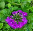 Verbena Homestead Purple | Greenwood Nursery